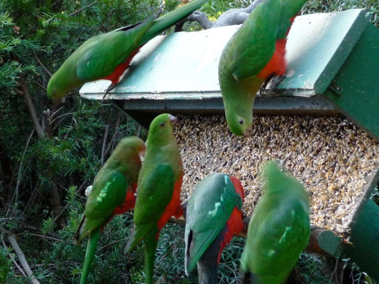 לורן Lemonade Creek Cottages מראה חיצוני תמונה